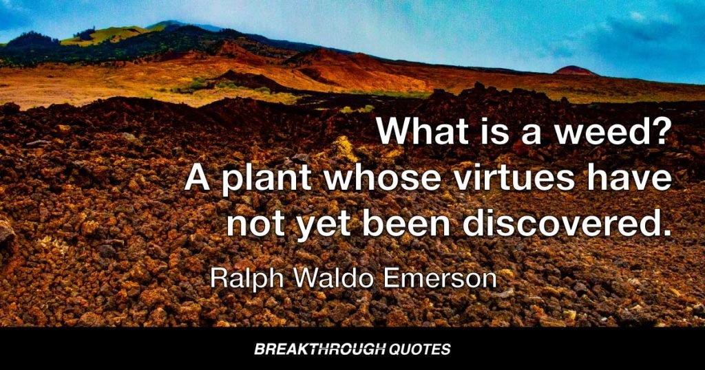 What is a weed? A plant whose virtues have not yet been discovered. — Ralph Waldo Emerson