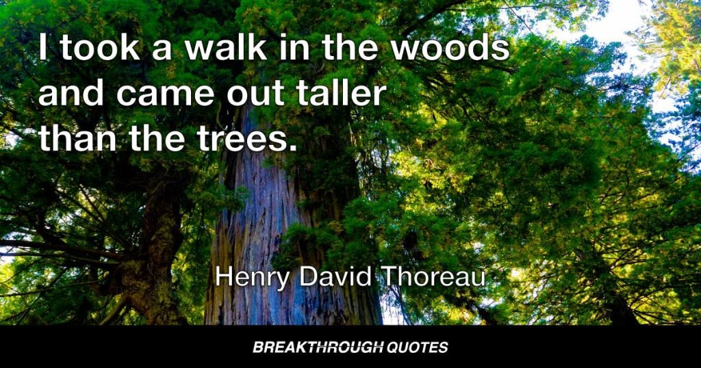 I took a walk in the woods and came out taller than the trees. — Henry David Thoreau