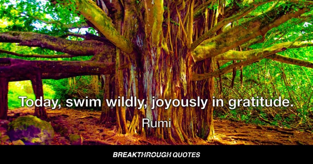 Today, swim wildly, joyously in gratitude. — Rumi